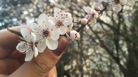 Eine Hand hält einen blühenden Zweig mit weißen Blüten, umgeben von verschwommenen, hellen Baumstämmen im Hintergrund.