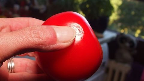 Eine Person drückt eine rote, matschige Tomate, während im Hintergrund eine grüne Pflanze und ein Fenster sichtbar sind.