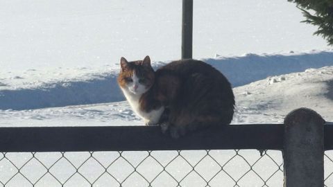 Eine Katze sitzt auf einem Holzzaun im Schnee, genießt die Ruhe und beobachtet die Umgebung.