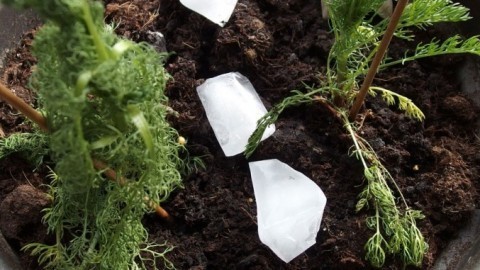 Hängepflanzen ohne Überschwemmung gießen - mit Eiswürfeln