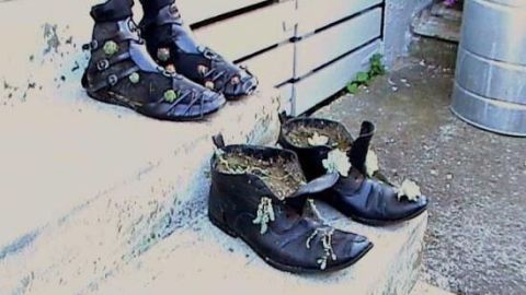 Alte Schuhe auf Treppenstufen dienen als Pflanzbehälter für Hauswurzen, umgeben von einem betonierten Hof.