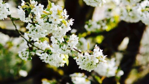 Blühende Obstbaumzweige zeigen weiße Blüten, die lebendig wachsen und die Natur im Frühling umarmen.