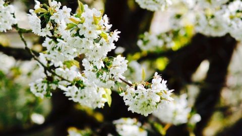 Ohrenzwicker für gesunde Obstbäume & -Früchte ohne Chemie