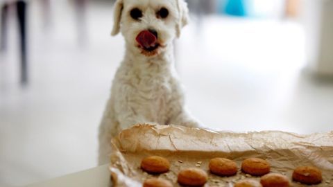 Ein Hund steht neben frisch gebackenen Hundekeksen auf einem Blech, anscheinend erfreut und bereit zum Essen.