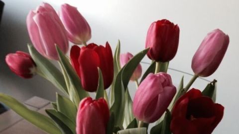 Tulpen stehen frisch in einem weißen Krug auf einem Holztisch, umgeben von neutralem Hintergrund.