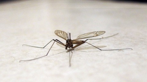Mücken schnell und einfach aus dem Zimmer bekommen