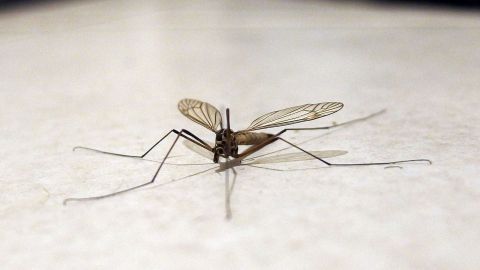 Eine Mücke sitzt auf dem Boden und ist bereit zu fliegen, während der Raum um sie herum hell erleuchtet ist.