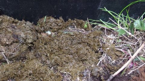 Eine matschige Fläche aus Pferdemist liegt auf dem Boden, umgeben von einigen Grashalmen im Hintergrund.