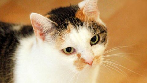 Eine Katze schaut neugierig drein, während sie sich im hellen Raum nicht putzt. Ihr Fell ist gemustert und gepflegt.