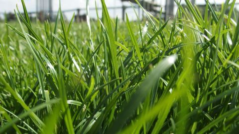Dichtes, grünes Gras wächst im Vordergrund, während sich im Hintergrund eine sonnige Landschaft abzeichnet. Rasendünger kann hier gut wirken.