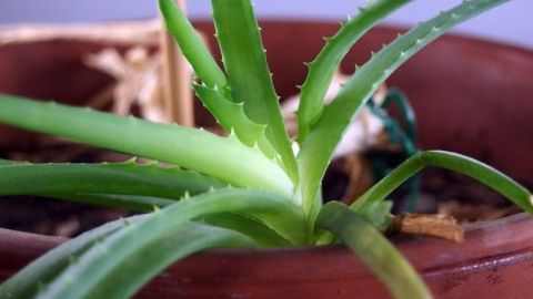 Eine Aloe Vera-Pflanze steht in einem Blumentopf und wächst in einem hellen Raum, frisch und grün.