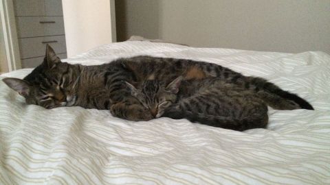 Ein alter Kater liegt entspannt mit einem jungen Kätzchen auf einem Bett, die beiden scheinen einander anzunähern.