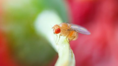 Eine Obstfliege sitzt still auf einem grünen Stängel, vor einem verschwommenen, rot-grünen Hintergrund.