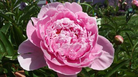 Pflegetipps: So überleben Pfingstrosen in der Vase. Eine Pfingstrose blüht üppig in einem sonnigen Garten, umgeben von grünen Blättern und knospenden Blüten.