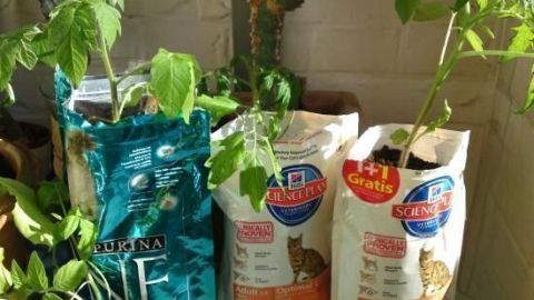 Tomatenpflanzen wachsen in Katzenfutterbeuteln, die mit Kompost gefüllt sind, in einem hellen Innenraum.