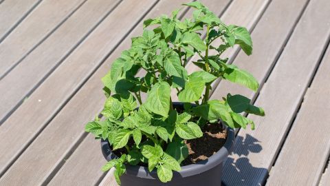Grüne Kartoffelpflanzen wachsen in einem schwarzen Blumentopf auf einem Holz-Balkondeck.