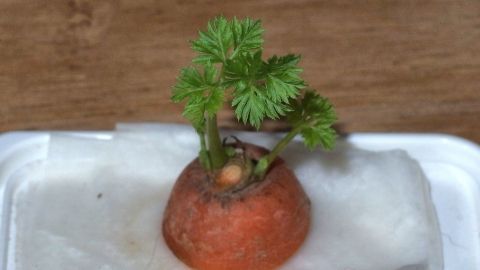 Eine Möhrenpflanze wächst aus einer Gemüsewurzel auf einem weißen Tuch, ideal für ein Kinder-Gärtchen-Projekt.