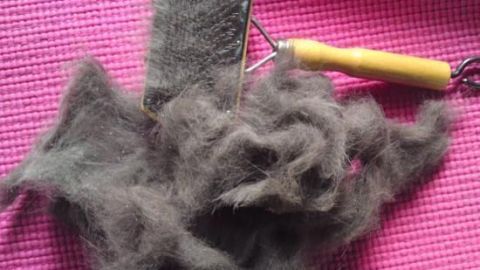 Ein Wollroller liegt auf einem pinken Untergrund, umgeben von ausgekämmter Wolle, die entfernt werden soll, um Mäuse zu vertreiben.