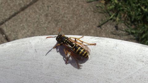 Eine Wespe sitzt auf einer weißen Oberseite, während sie in einem sonnigen Garten mit Gras und Pflastersteinen umgeben ist.