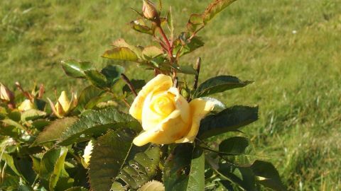 Eine gelbe Rose blüht prächtig in einem grünen Garten, umgeben von gesunden Blättern und Knospen.