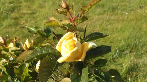 Kernseife gegen Blattläuse auf Rosen