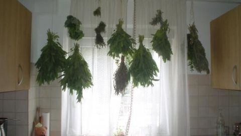 Kräuter hängen kopfüber vor einem Fenster in einer hellen Küche, um sie zum Trocknen zu bedecken.