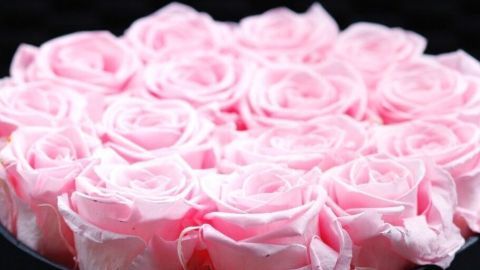 Zarte, pinke Rosen sind in einem schwarzen Behälter arrangiert und wirken frisch und lebendig, umrahmt von einem eleganten Hintergrund.