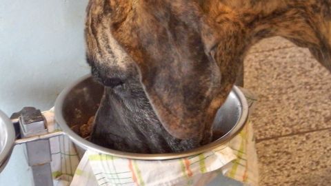 Ein Hund frisst aus einem Napf, während sein Kopf in die Schüssel gesteckt ist, um die Futterreste gut zu erreichen.