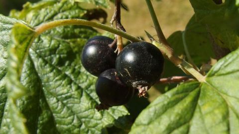 Schwarze Johanna-Büsche tragen glänzende schwarze Beeren, die an grünen Blättern hängen und reif zur Ernte sind.
