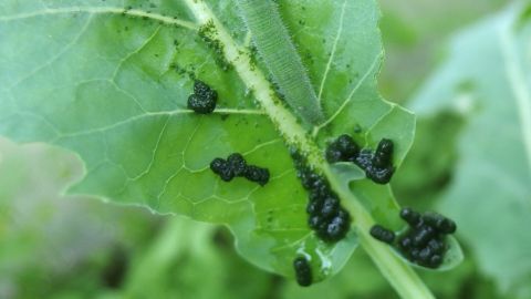 Knoblauch gegen Pflanzenschädlinge