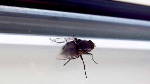 Statt einer Fliegenklatsche ein T-Shirt verwenden. Trefferquote = 95,123 %. Probierts einfach mal. Eine Fliege sitzt an einem Fensterrahmen und bewegt sich leicht in einem hellen Raum, umgeben von natürlichen Lichtverhältnissen.
