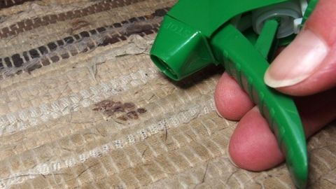 Viele Flecken im Teppich lassen sich mit Glasreiniger sehr gut entfernen. Ein Handysprüher wird benutzt, um einen schmutzigen Teppich zu reinigen. Der Teppich hat sichtbare Flecken.