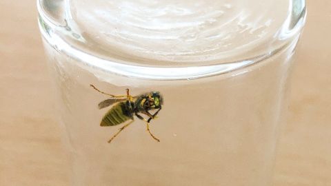 Eine Wespe sitzt auf dem Rand eines durchsichtigen Glases, während es auf einem Holzoberfläche steht.