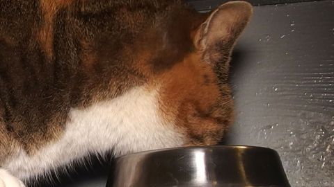 Wenn die Katze Nassfutter verweigert, dann ist dieser Tipp vielleicht interessant für dich. Eine Katze beugt sich über einen Napf, um Nassfutter zu essen, in einer blickgeschützten, häuslichen Umgebung.