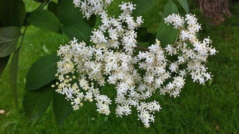 Maulwürfe im Garten kann man mit Holunder vertreiben. Eine Blüte des Holunders zeigt weiße Blütenstände, die in einem Garten wachsen, um Maulwürfe zu vertreiben.