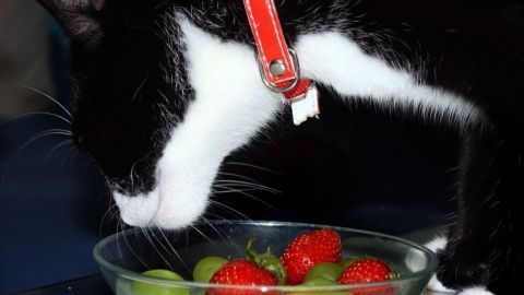Eine schwarze Katze mit weißem Gesicht untersucht neugierig eine Schale mit Erdbeeren und Trauben.