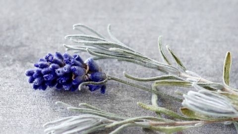 Hilft ganz sicher und man kann quasi zusehen wie die Schwellung verschwindet. Ein Lavendelzweig mit violetten Blüten liegt auf einem grauen Untergrund, der natürliche Insektenstiche lindern kann.