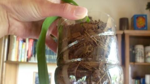 Eine Hand hält einen selbst gebastelten Orchideen-Topf aus einer Plastikflasche mit Erde und Wurzeln vor einem Bücherregal.