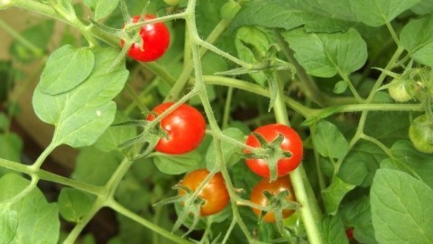 Tomatenstecklinge aus Seitentrieben ziehen