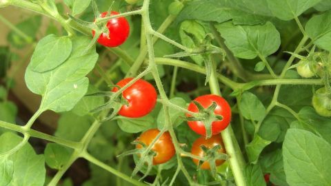 Reife Tomaten hängen an einem grünen Busch, während sie in einem sonnigen Garten heranwachsen.