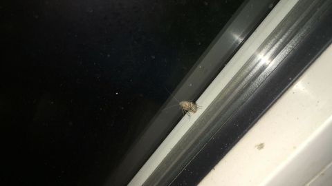 Eine Kakerlake sitzt auf der Fensterbank und schaut hinaus in die Dunkelheit. Der Kontext ist eine typische Küchenumgebung.
