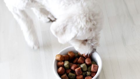 Ein Hund frisst begeistert aus einem Fressnapf, umgeben von einem hellen, modernen Raum mit einem Holzfußboden.