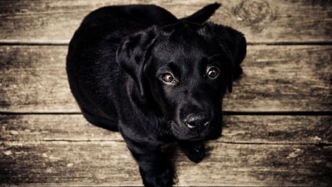Ein schwarzer Hund sitzt auf einem Holzboden und schaut neugierig nach oben, bereit für schöne Fellpflege mit Lachsöl.