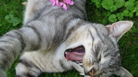 Eine gestreifte Katze gähnt auf dem Gras, eine rosa Blume liegt auf ihrem Rücken.