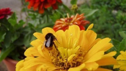 Eine Biene sitzt auf einer gelben Blume, sammelt Nektar im Garten mit roten und orangen Blumen im Hintergrund.