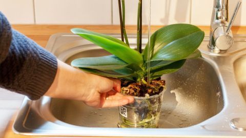 Eine Hand hält eine Orchidee, während sie im Waschbecken gegoßen wird, um sie richtig zu bewässern.