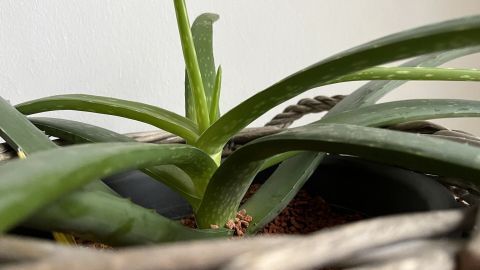 Eine Aloe Vera Pflanze steht in einem Korb, ihre saftigen Blätter strecken sich nach oben und zeugen von Gesundheit.