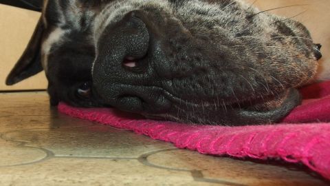 Gegen Sonnenbrand bei Hunden und Katzen - ein bisschen Sonnencreme auf Nase und Öhrchen. Ein Hund liegt entspannt mit dem Kopf auf einem pinken Handtuch und genießt die Sonne auf einem hellen Boden.