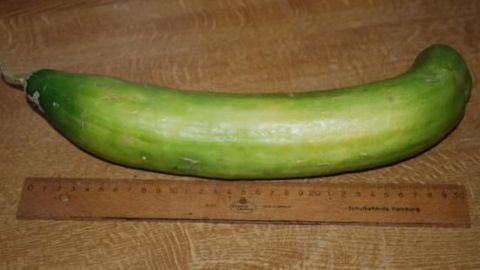 Eine große Senfgurke liegt auf einem Holztisch neben einem Lineal, das etwa 35 cm zeigt.