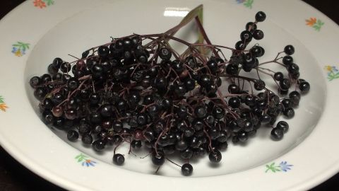Frische Holunderbeeren liegen auf einem Teller und warten darauf, zu Sirup verarbeitet zu werden.